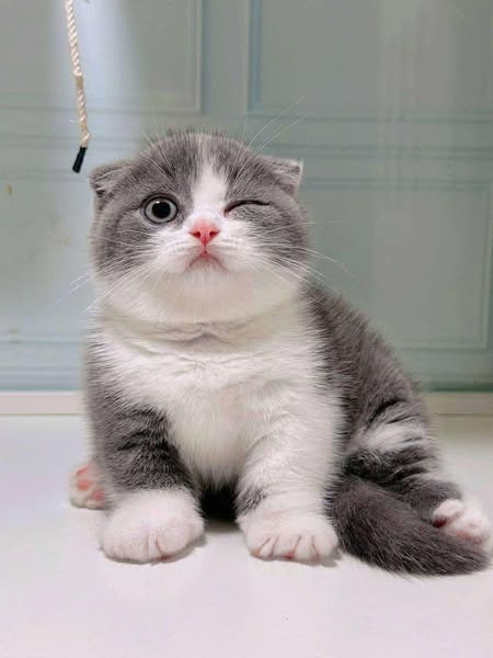 Munchkin Fold