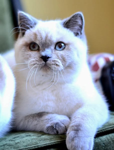 British Shorthair