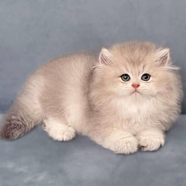British Longhair