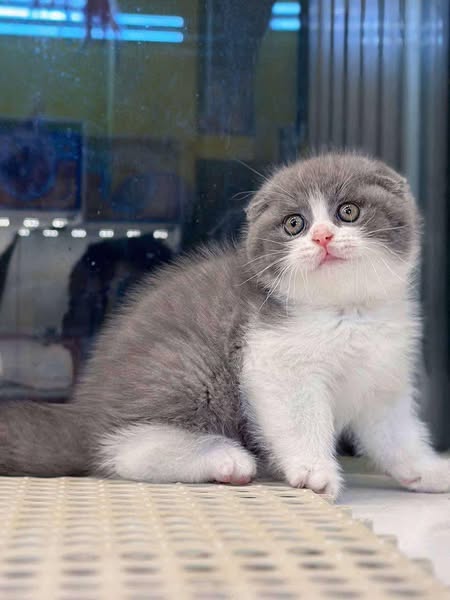 Scottish Fold