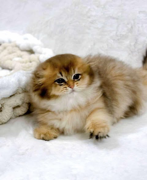 Scottish Fold Longhair