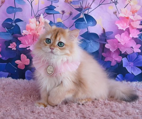 British Longhair