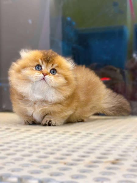 Munchkin Fold Longhair