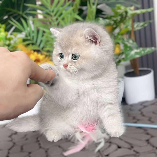 British Shorthair