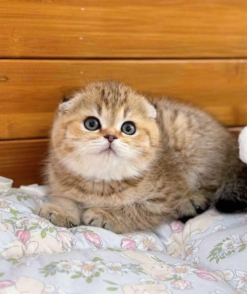 Scottish Fold