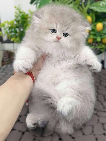 British Longhair