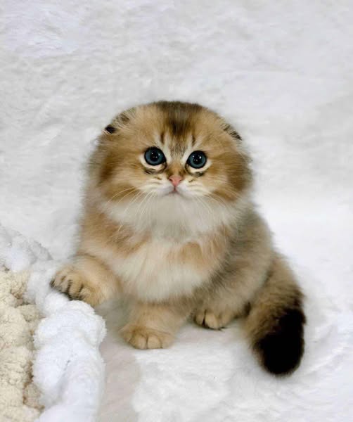 Scottish Fold Longhair