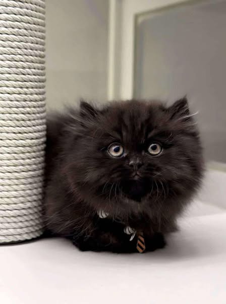 Munchkin Longhair