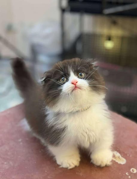 Munchkin Fold Longhair