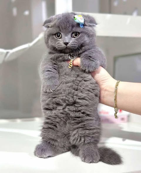 Munchkin Fold