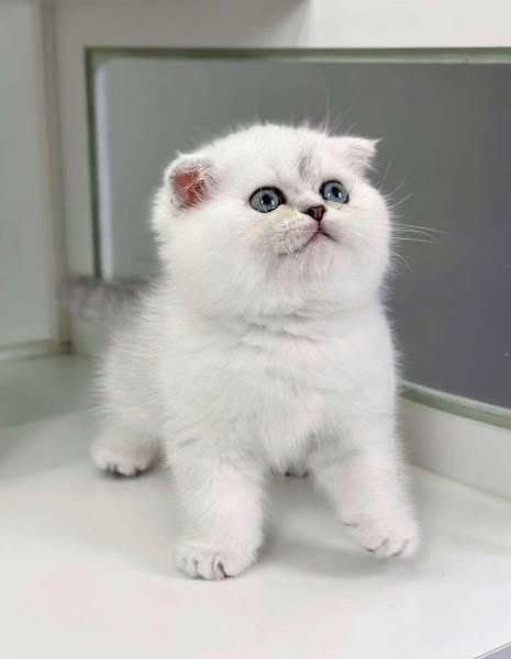 Scottish Fold