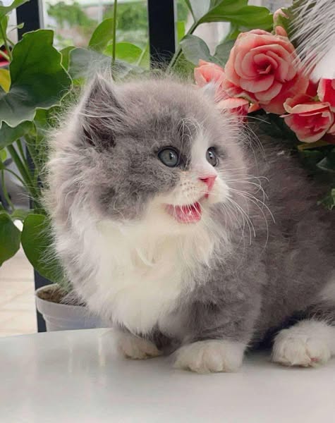 Munchkin Longhair