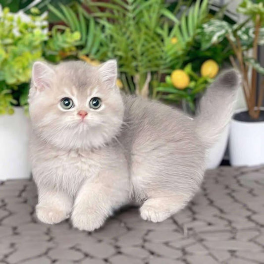 British Shorthair
