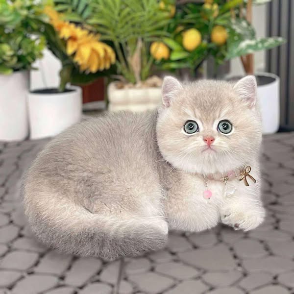 British Shorthair