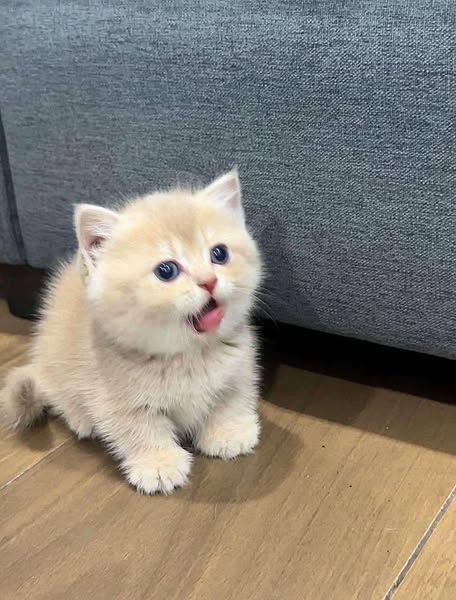Munchkin