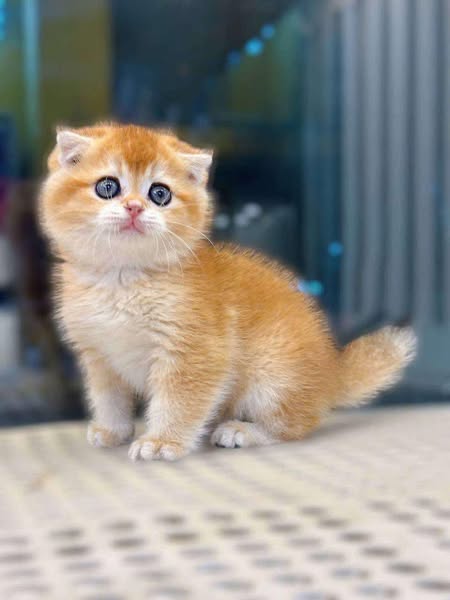 Scottish Fold