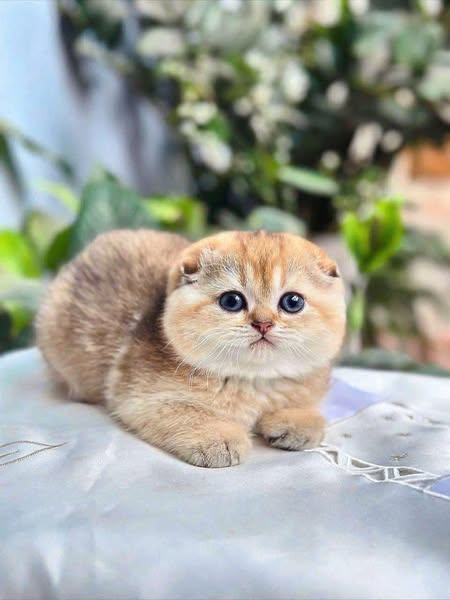 Scottish Fold