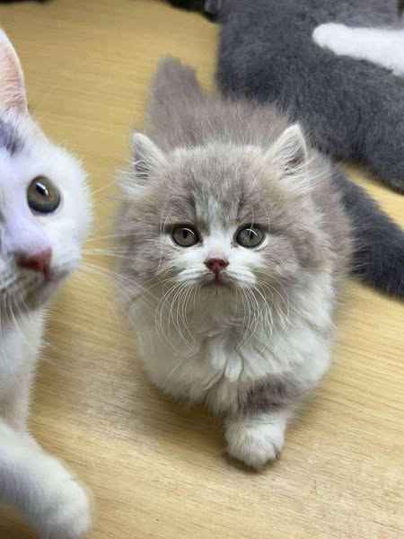 Munchkin Longhair