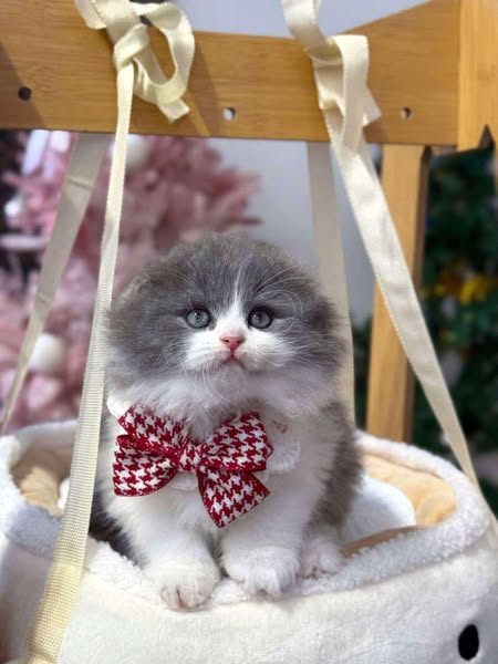 Scottish Fold Longhair