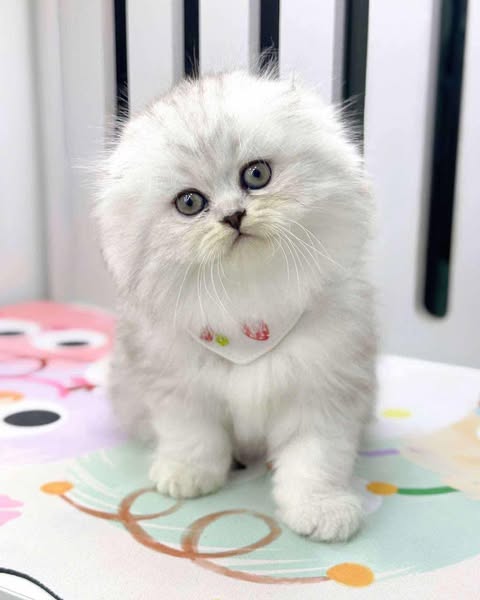 Scottish Fold Longhair