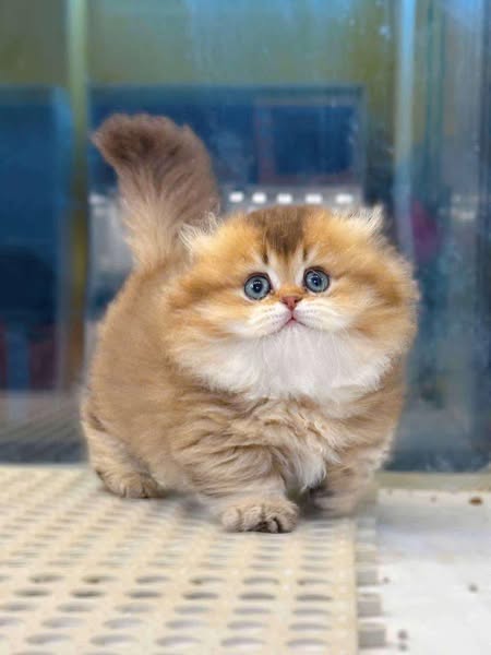 Munchkin Fold Longhair