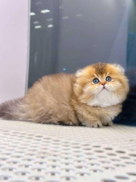 Munchkin Fold Longhair