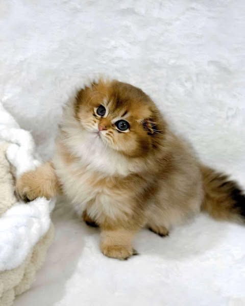 Scottish Fold Longhair