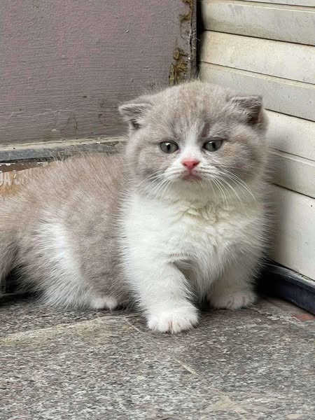 Munchkin Fold