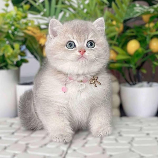 British Shorthair