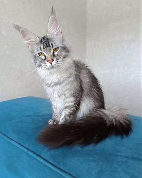Maine Coon