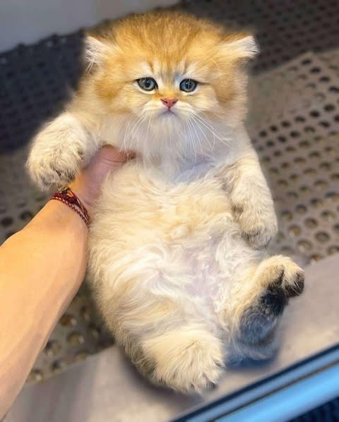 British Longhair