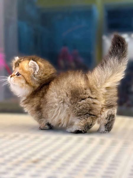 Munchkin Fold Longhair