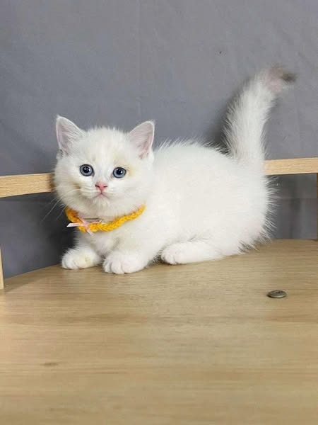 Munchkin