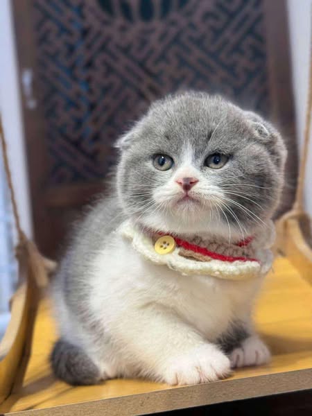 Scottish Fold