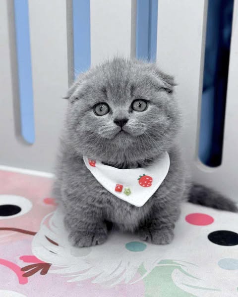 Scottish Fold
