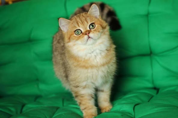British Shorthair