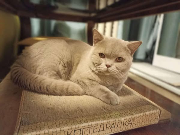 British Shorthair