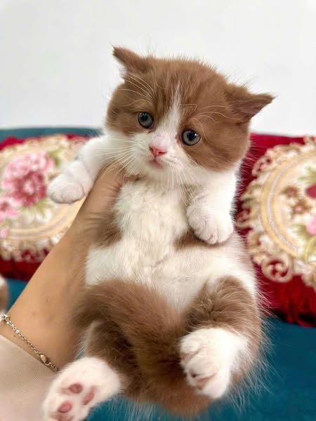 Munchkin