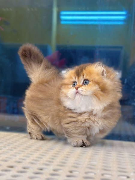 Munchkin Fold Longhair