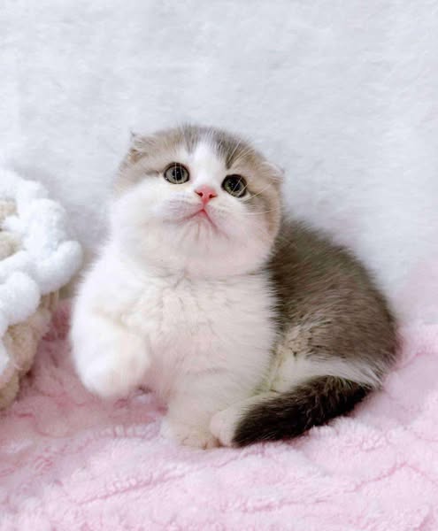 Munchkin Fold