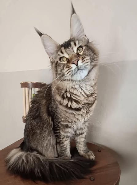 Maine Coon