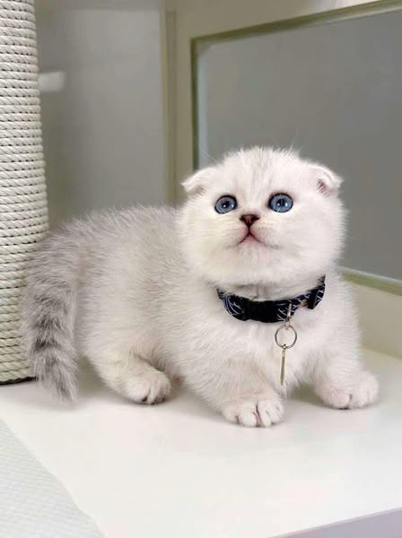 Munchkin Fold