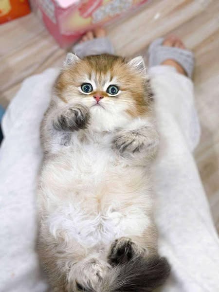 British Longhair