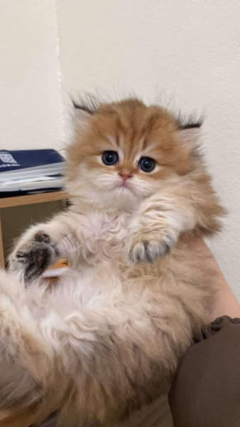 British Longhair