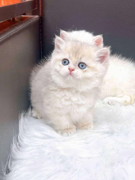 Munchkin