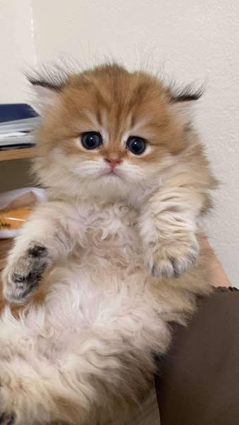 British Longhair