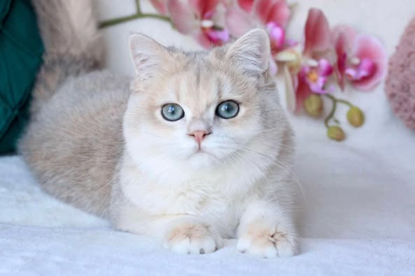 British Shorthair
