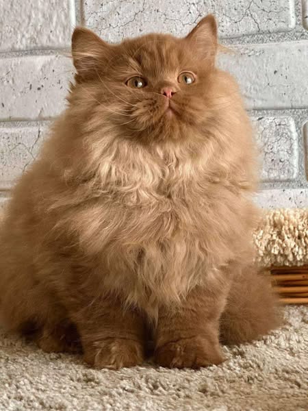 British Longhair