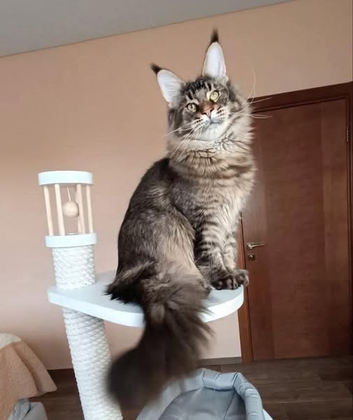 Maine Coon