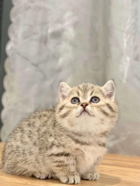 Munchkin